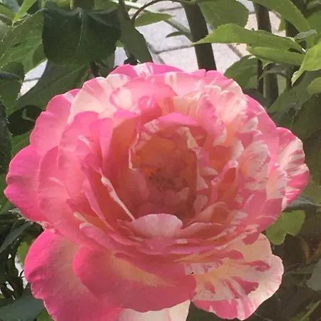 Haus Waldfrieden * Bischofswiesen